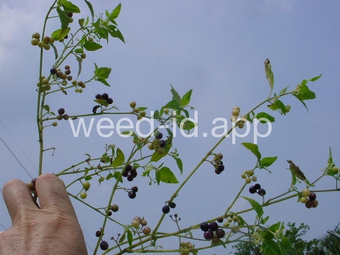 nightshade, American black